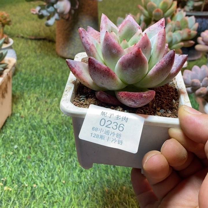 0236啊啊啊啊啊啊啊啊啊