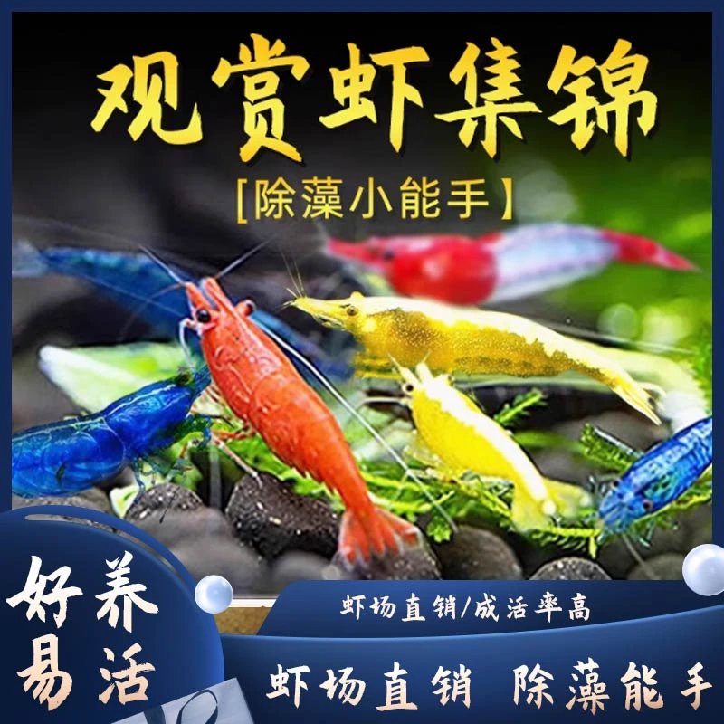 观赏淡水好养耐活五彩米水草缸清洁鱼虾除藻黑壳虾极火宠物虾繁殖