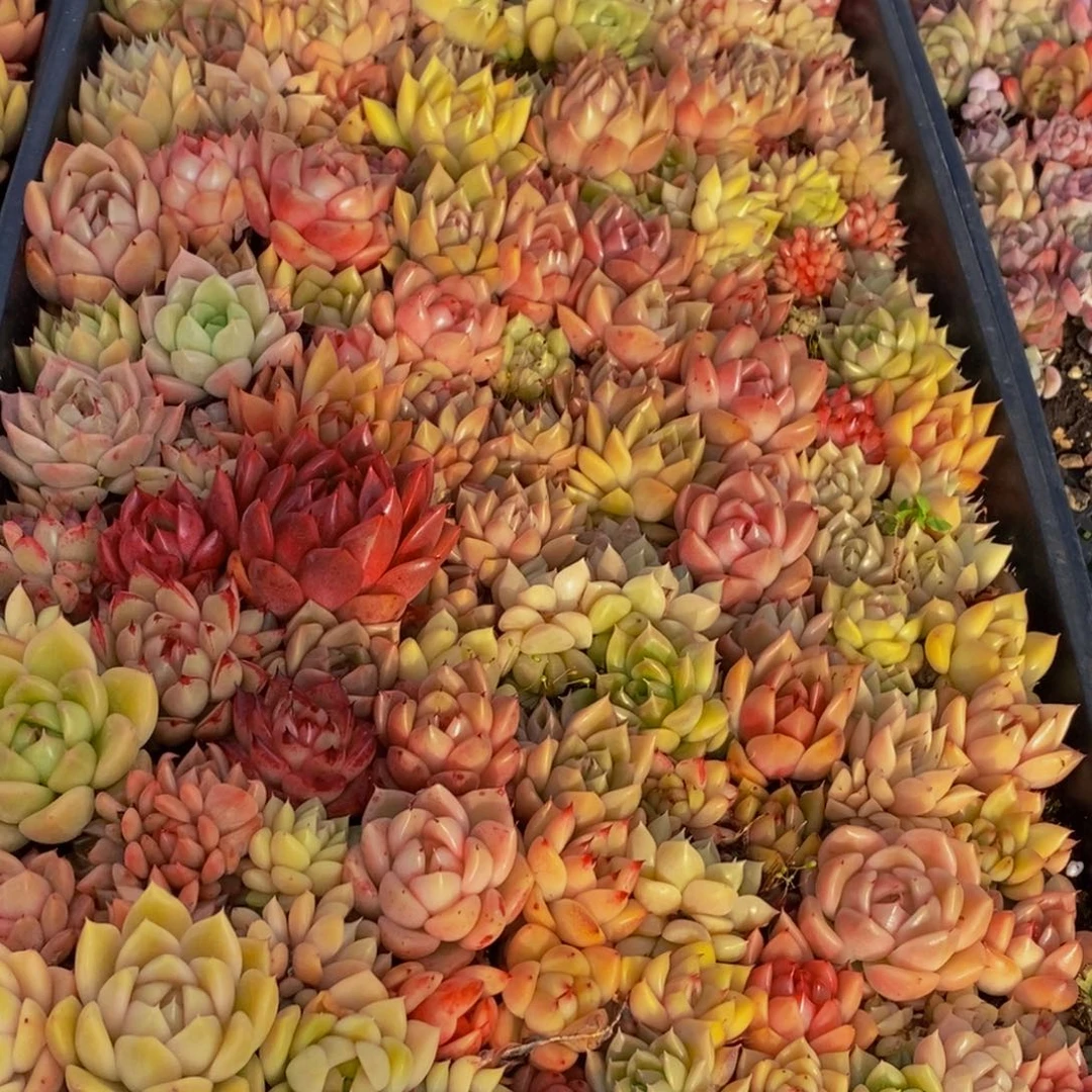 438多肉植物保护研究所所长助理研究员