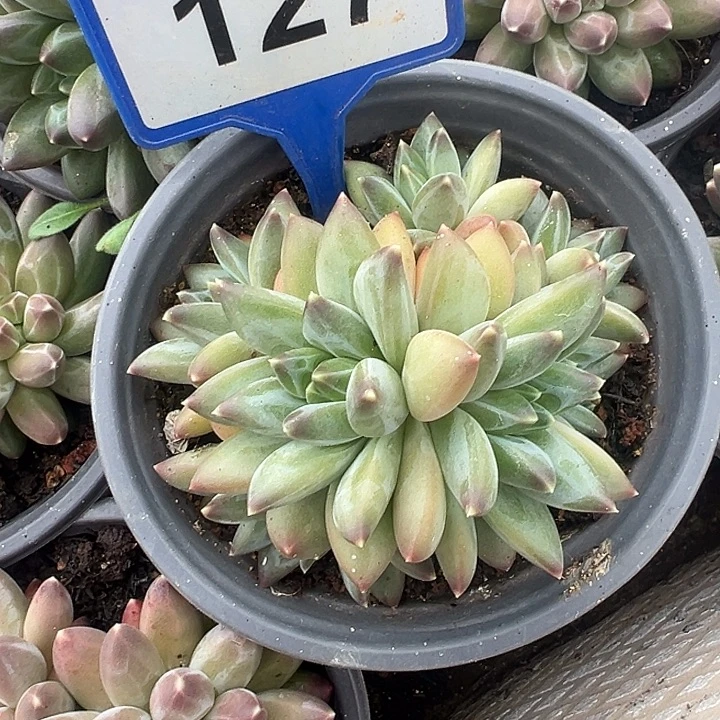 暗纹美人新品127.