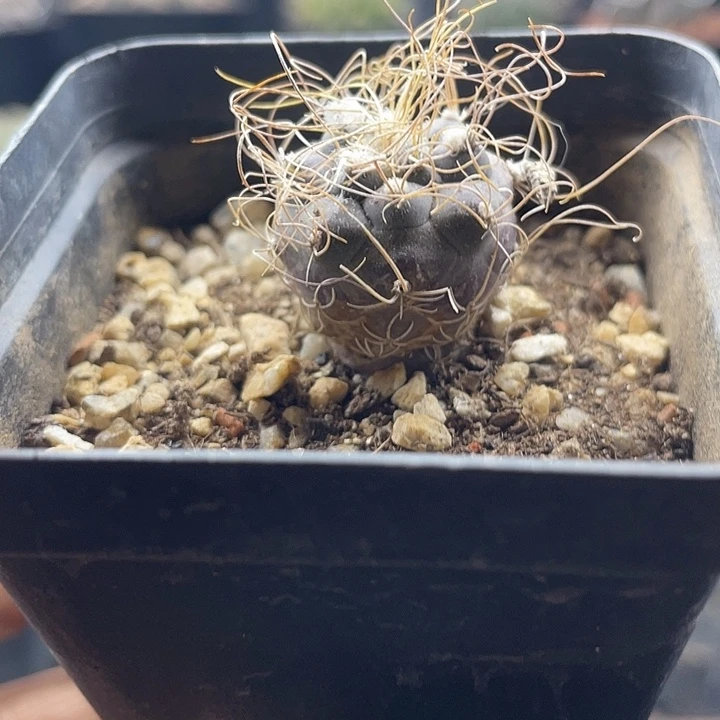 实生长城丸娇丽一颗包邮