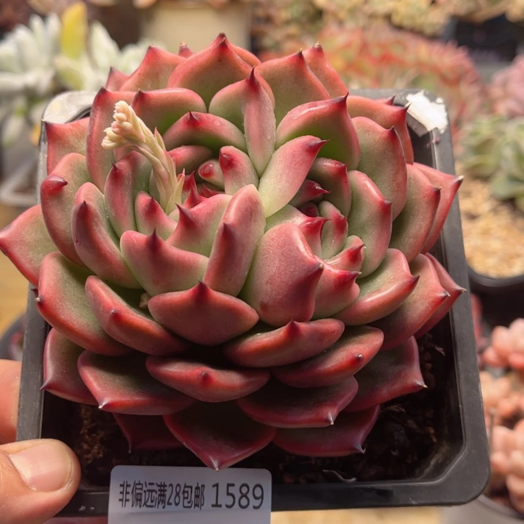 【闪购商品】1589宽叶摩根