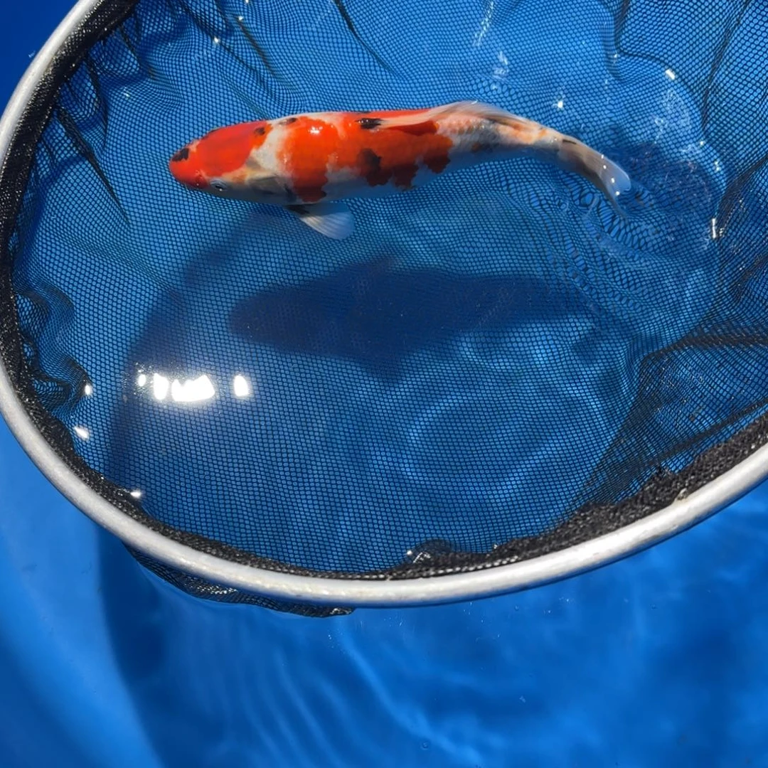 海水鱼顺丰云飞多腿少补