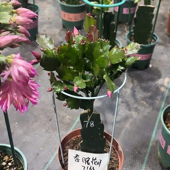 全部花苞078蟹爪兰