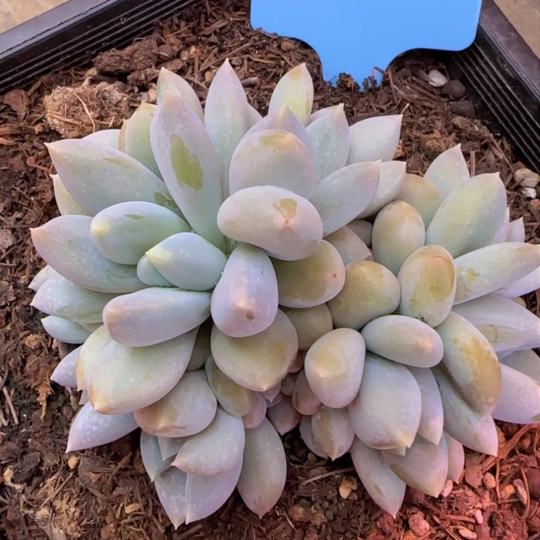 汉堡哥哥多肉植物