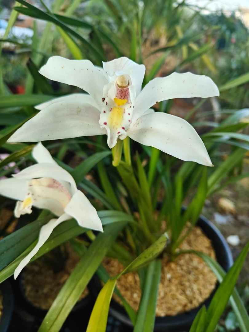 各种花花草草-直播间一物一拍