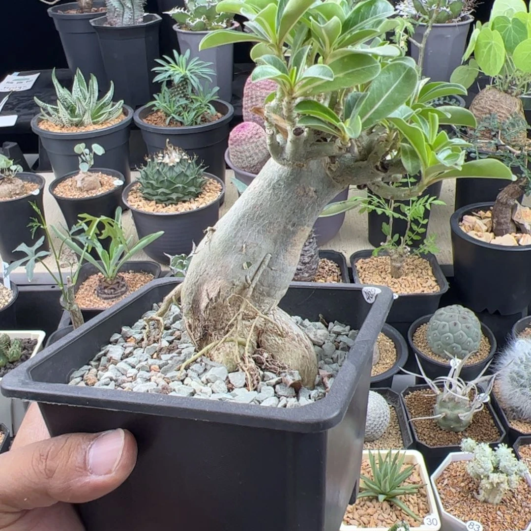 哥斯拉沙漠玫瑰一物一拍带盆发