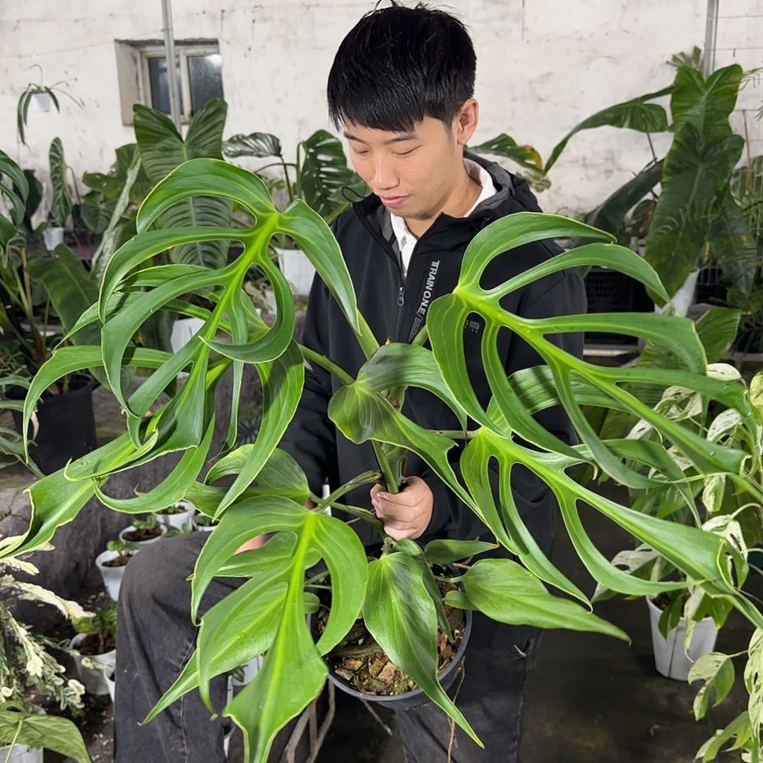 无花朵巴西龟背竹（大叶）