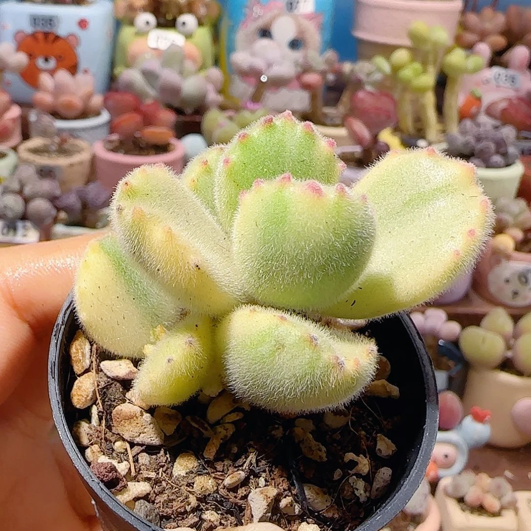 T可爱熊童子盆口3.5cm