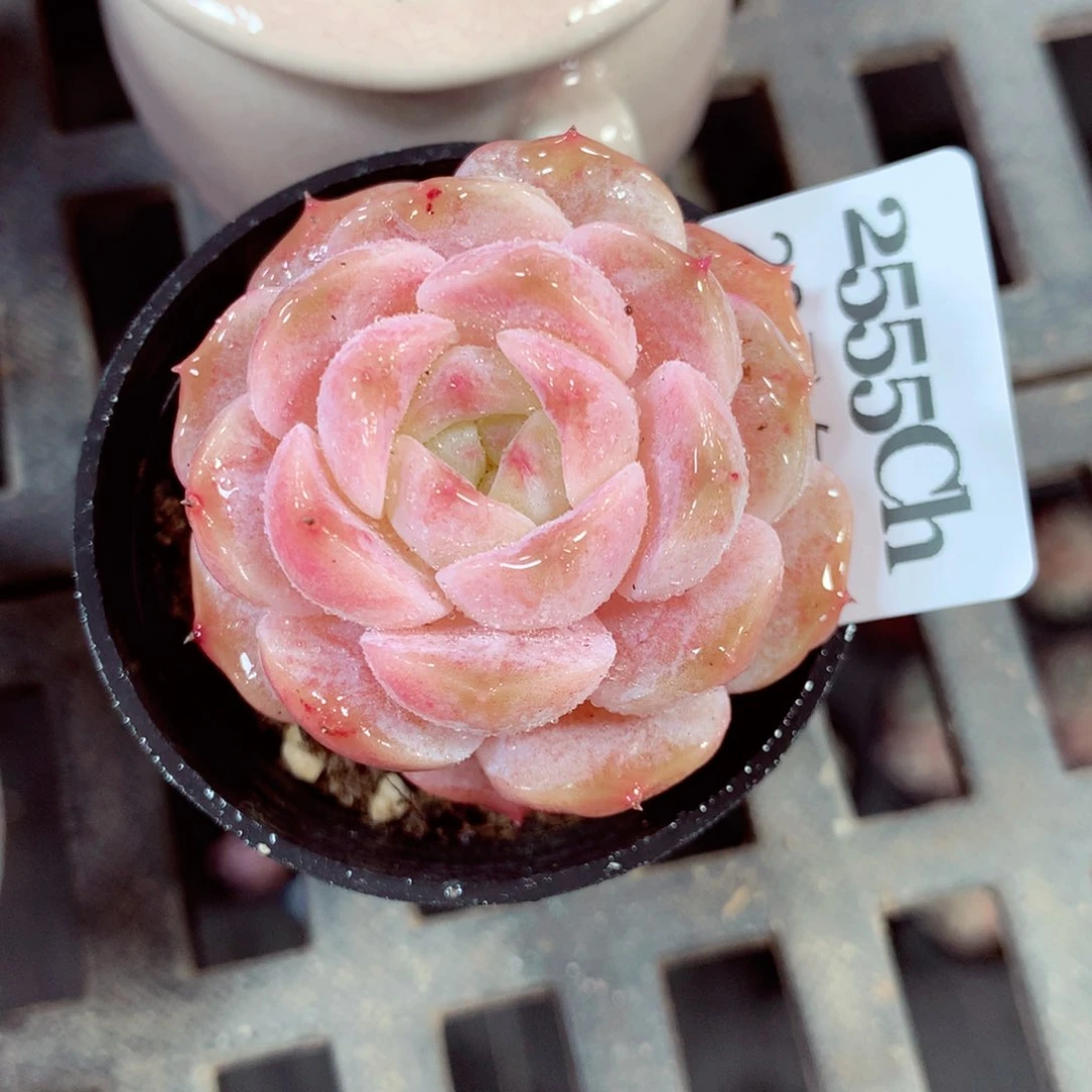 5厘米盆精控多肉2555