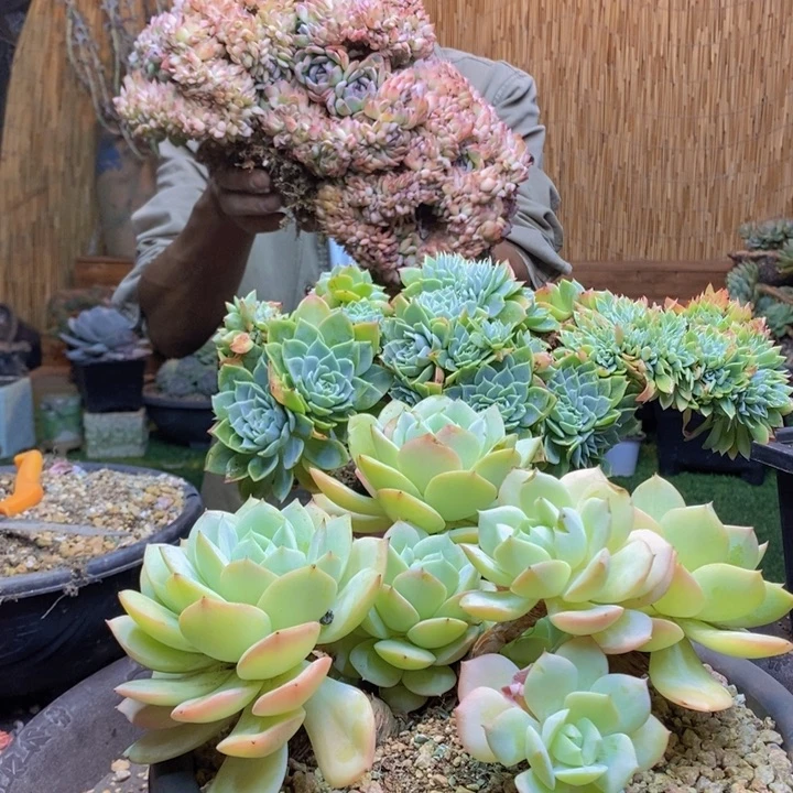 林***默280号2颗多肉植物