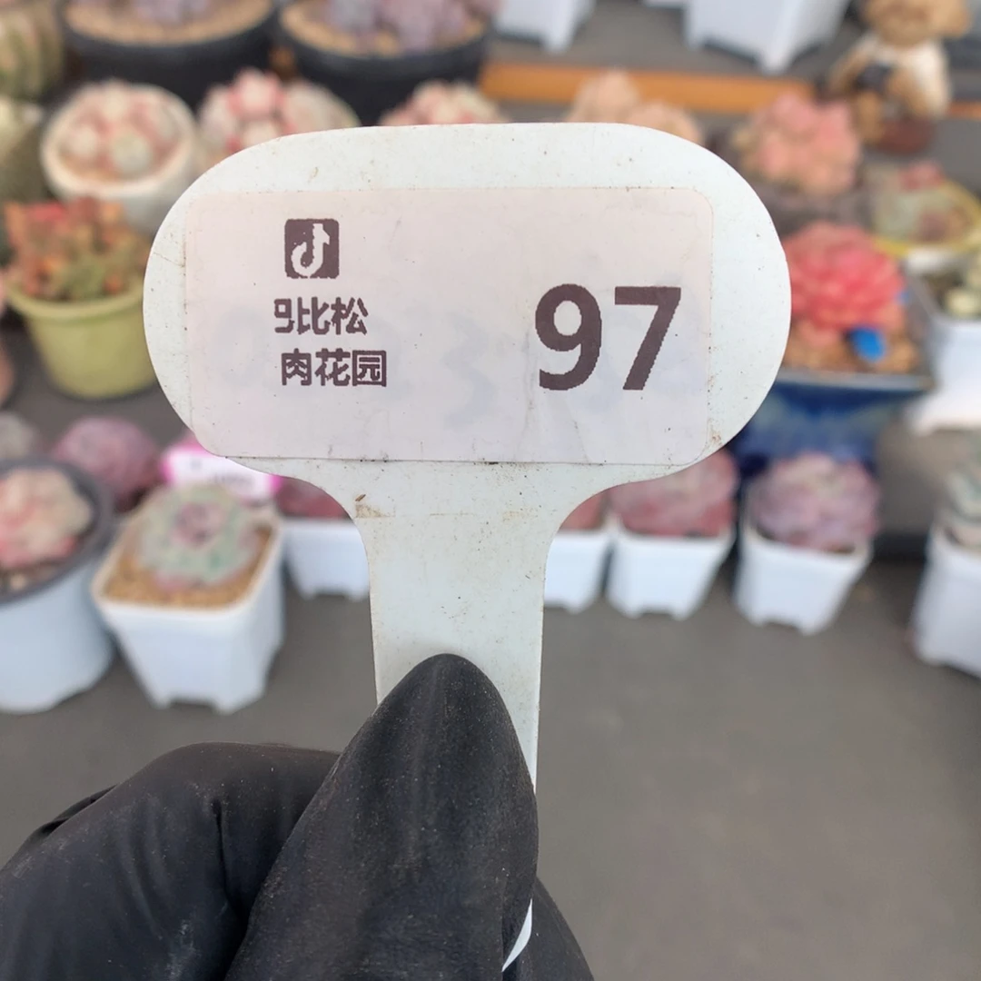 97 冰玉石化盲盒拍