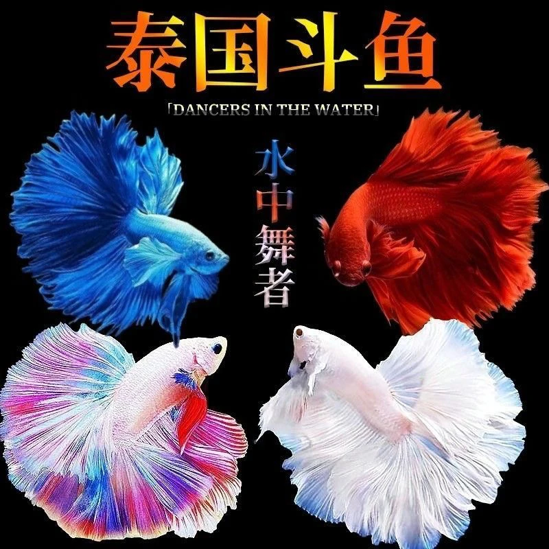 【强盛101-200号】泰国斗鱼懒人耐活的小鱼冷水鱼观赏鱼小型耐养