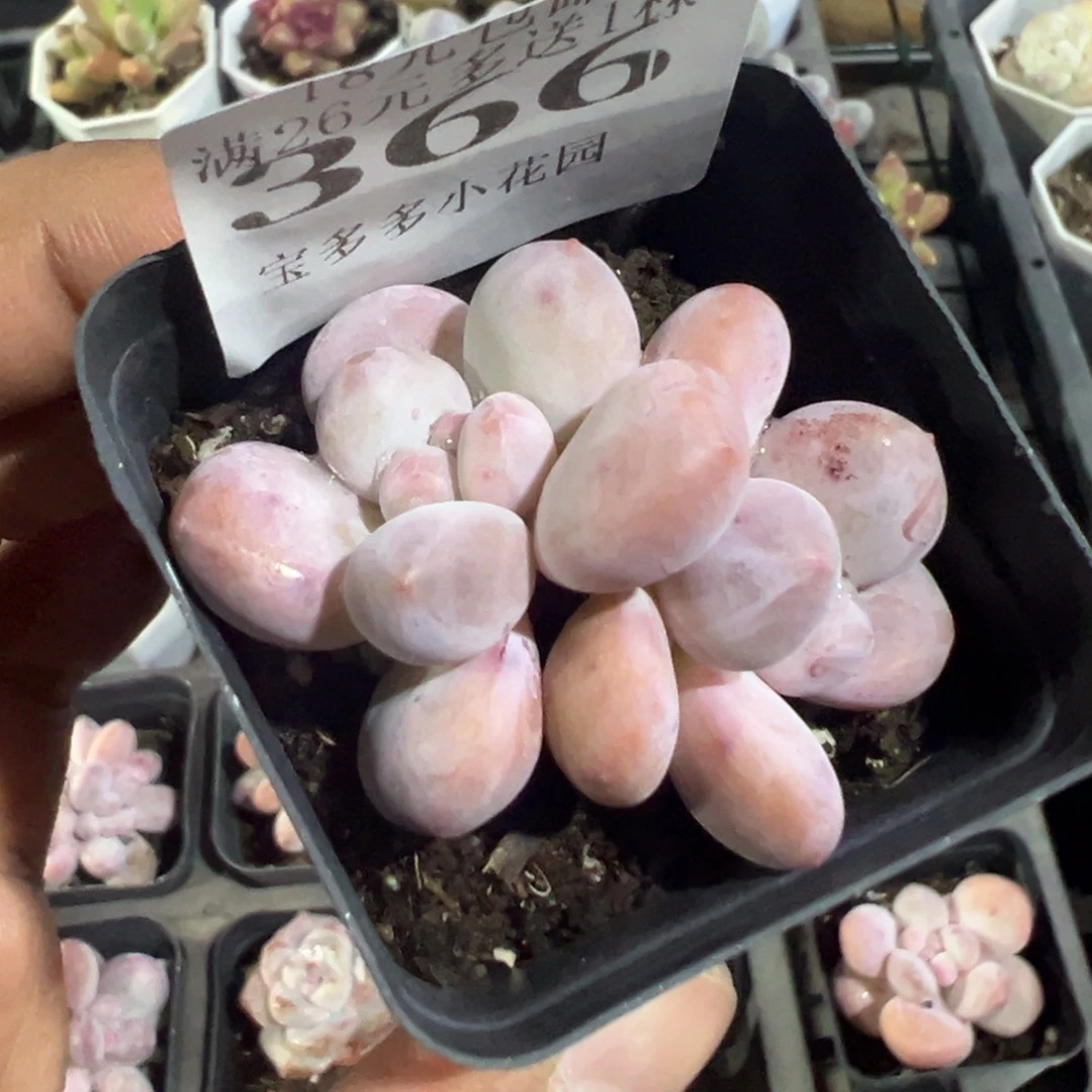 366号双头奶豆一物一拍满18包邮