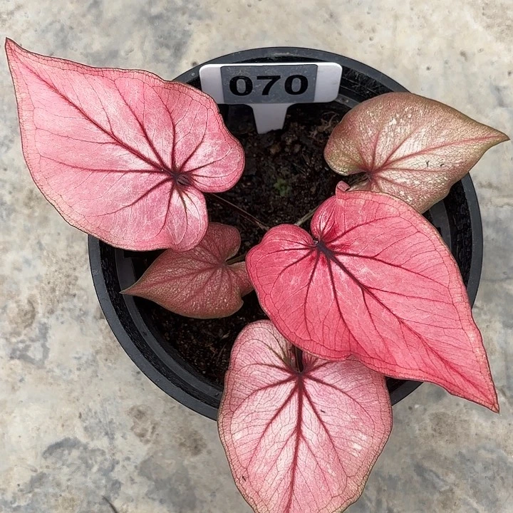 ←**虎70-0221小桃红彩叶芋广东现货