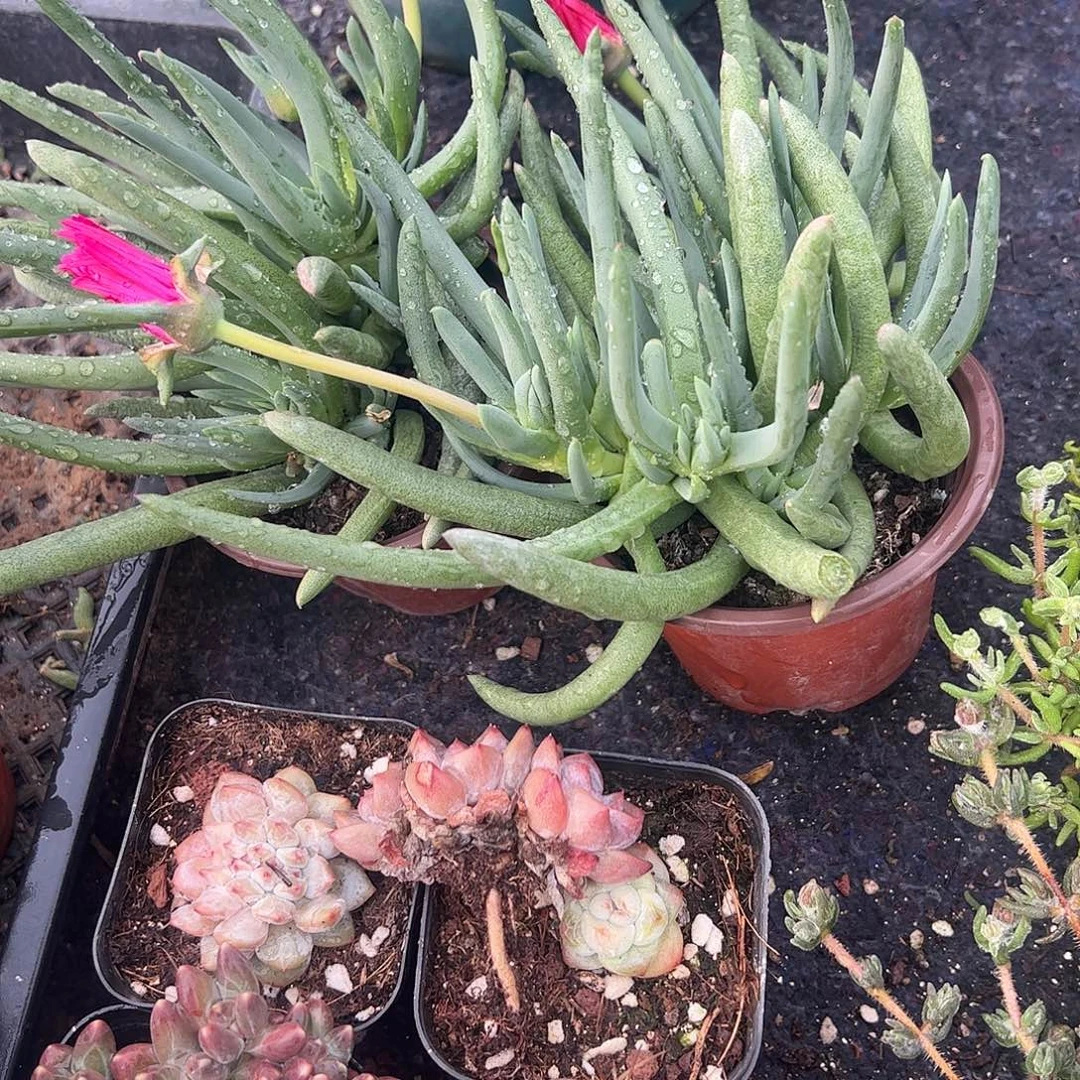 奔龙9厘米盆带花包