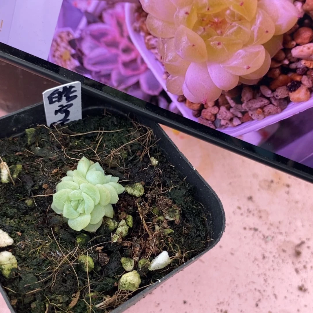标签305皓宇黄财富一个多肉