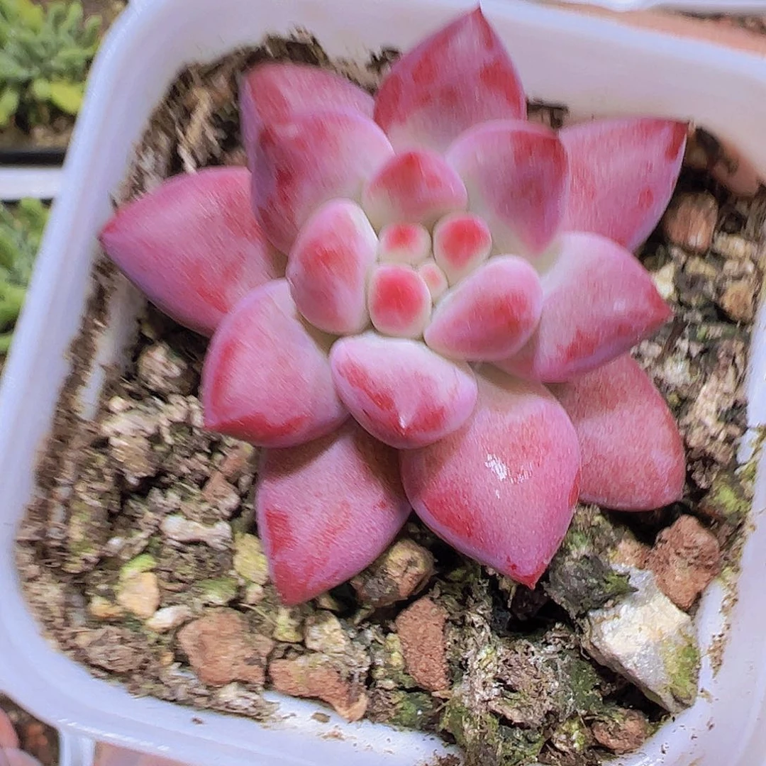 金鱼姬19包邮多肉