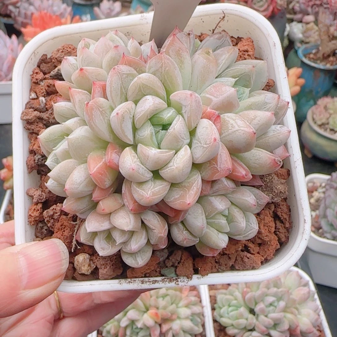 多肉植物5128………….