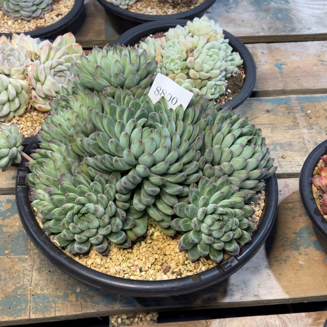 F***哥8800多肉的多多多多多