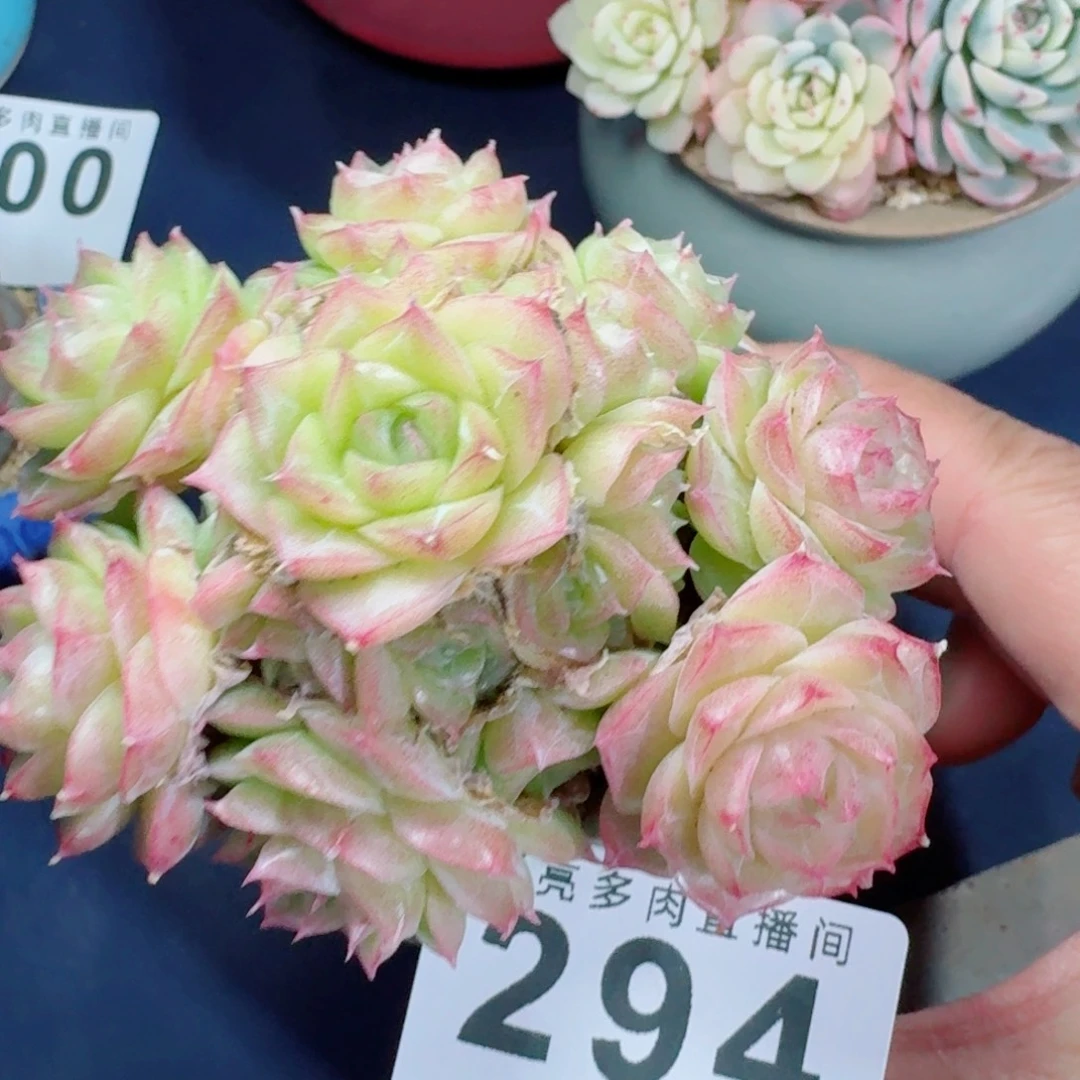 潘多拉手捧      愿你一路坦途，乘风破浪展宏图