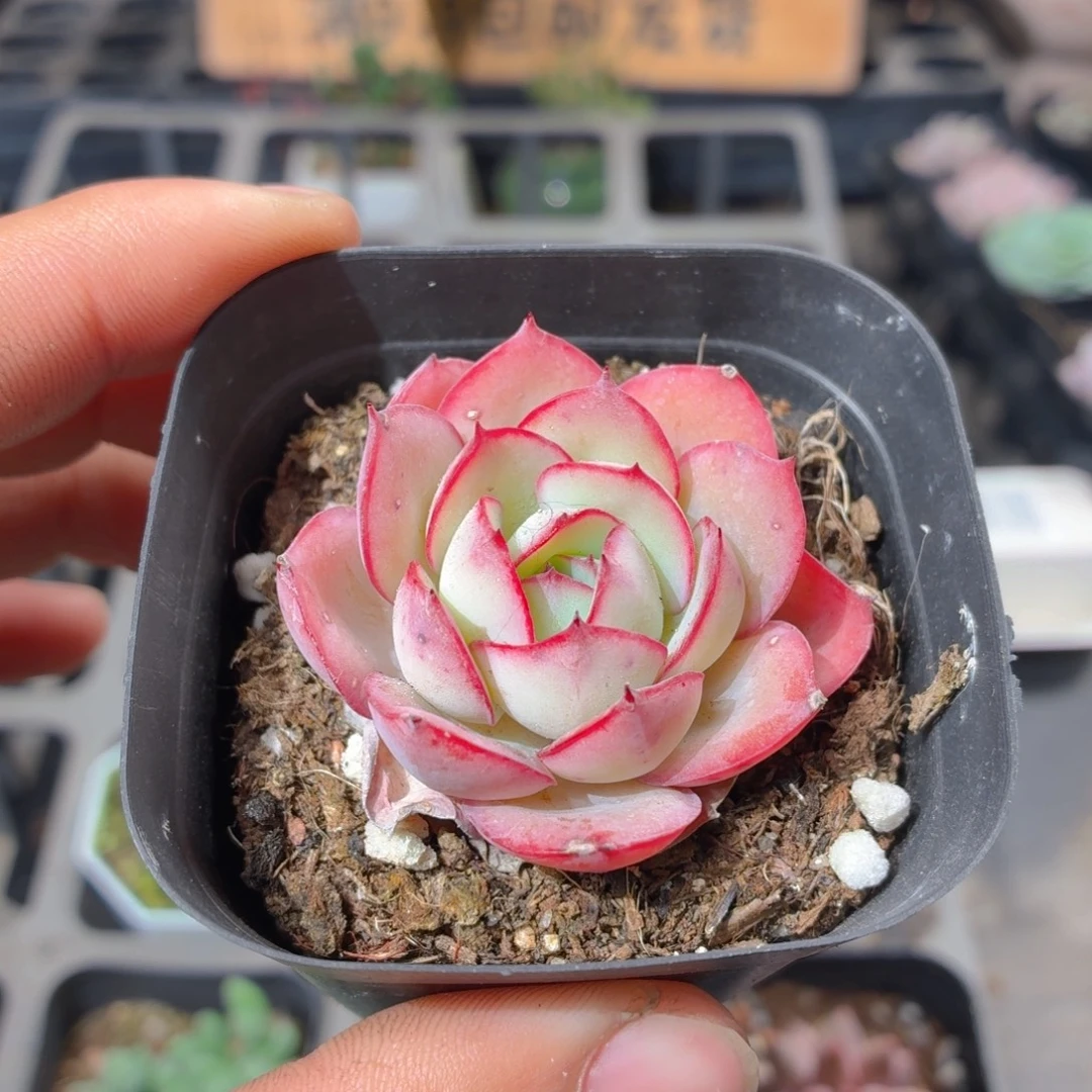 帕拉梅拉多肉9.9包邮发货