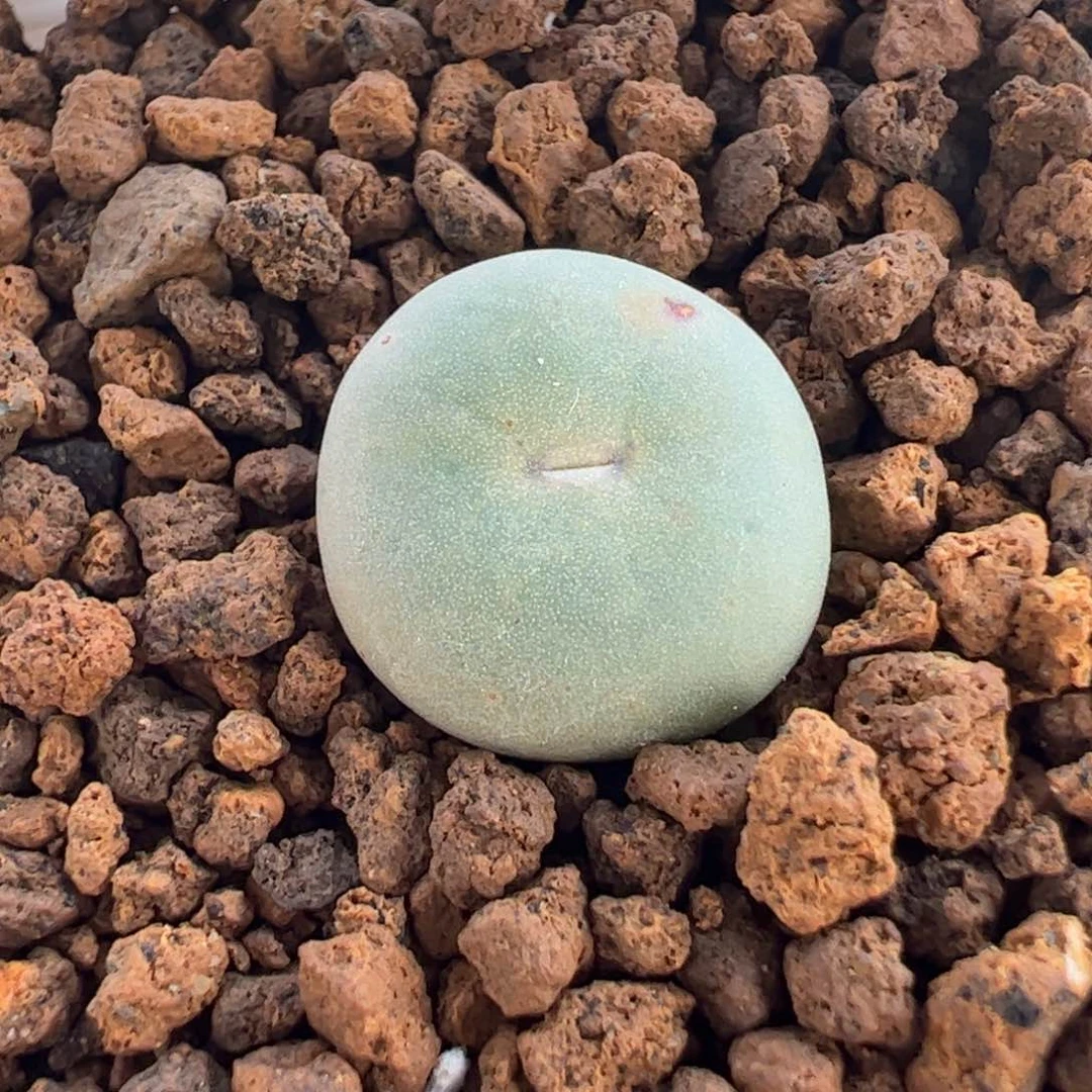 451多肉植物百科