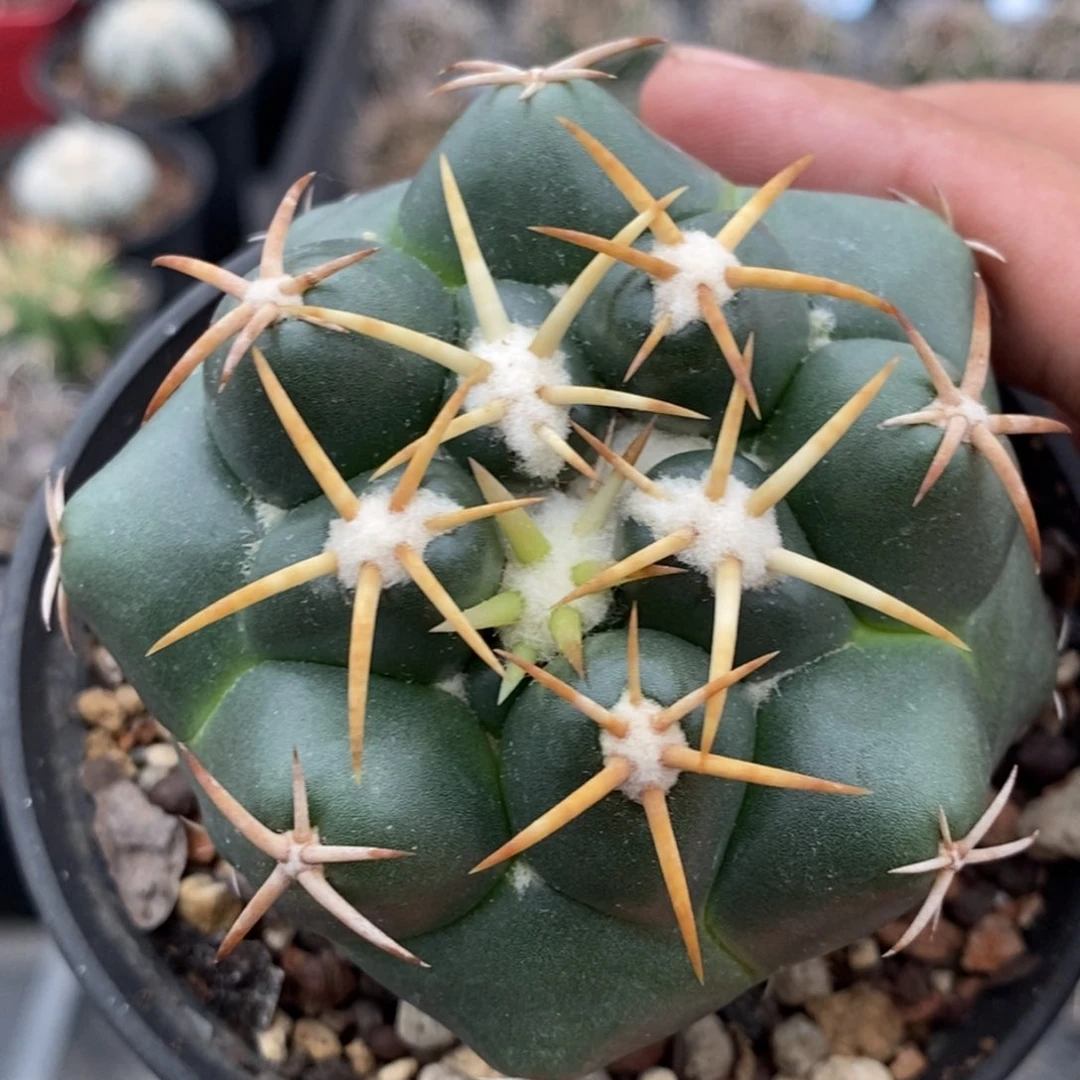 植播园艺雪顶天司