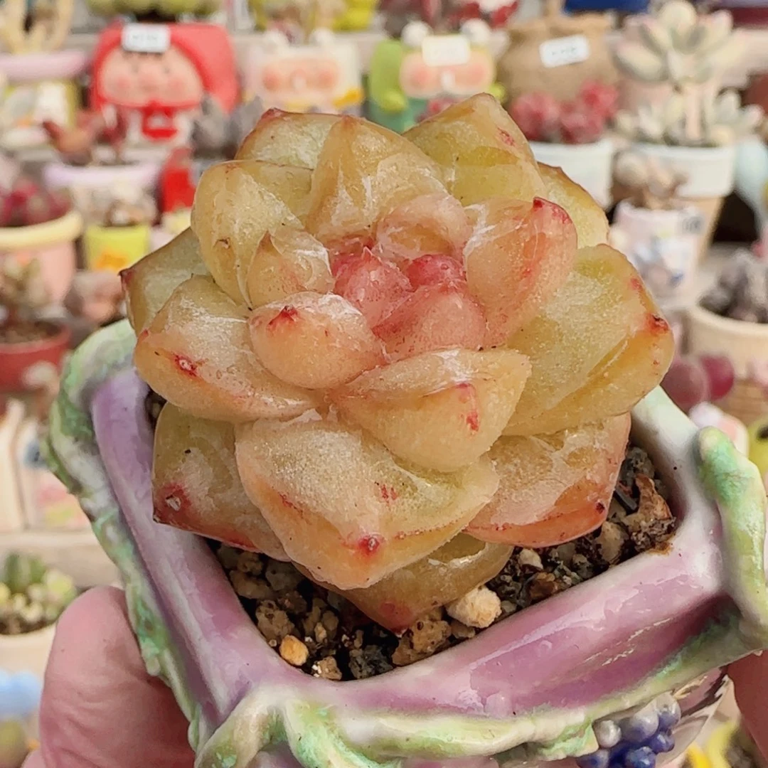 稀有糖心粉钻 盆口4cm