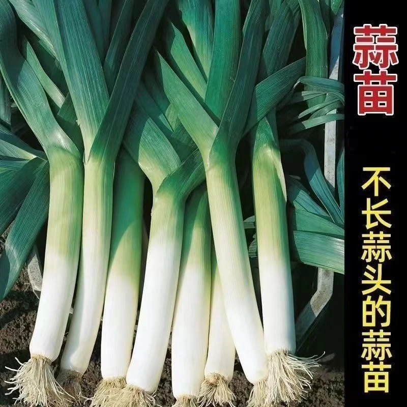 宽叶蒜苗大宽叶大蒜苗蒜根四季种植种子蒜苗大新手自然栽春季爆品