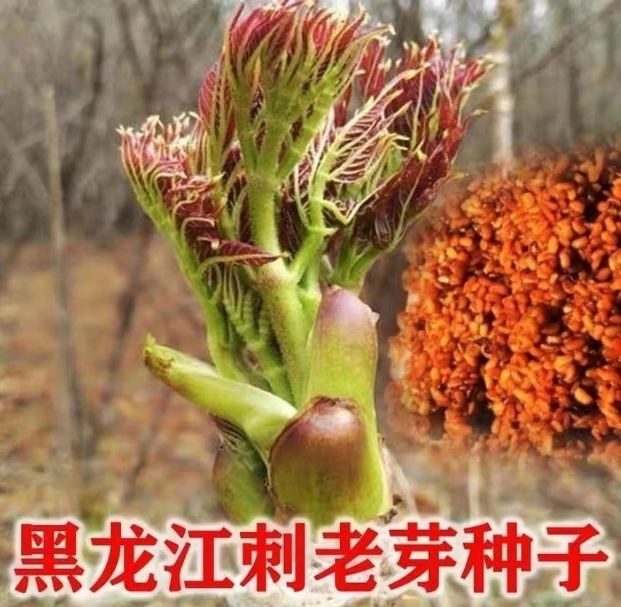 刺龙芽菜种子刺龙芽苞种子四季播种阳台盆栽小院种植简单高产mo