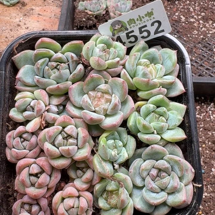 多肉植物多肉植物
