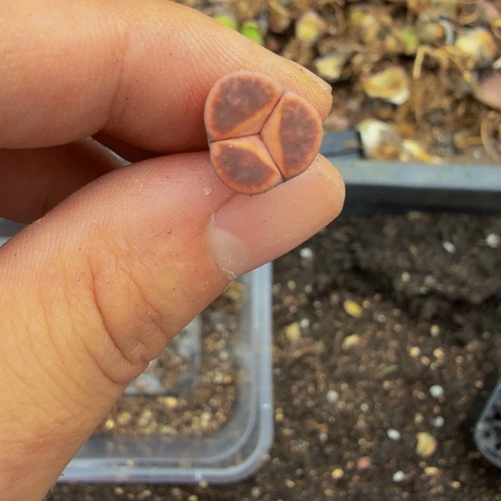 云****0多肉植物的生长发育与生长发育73