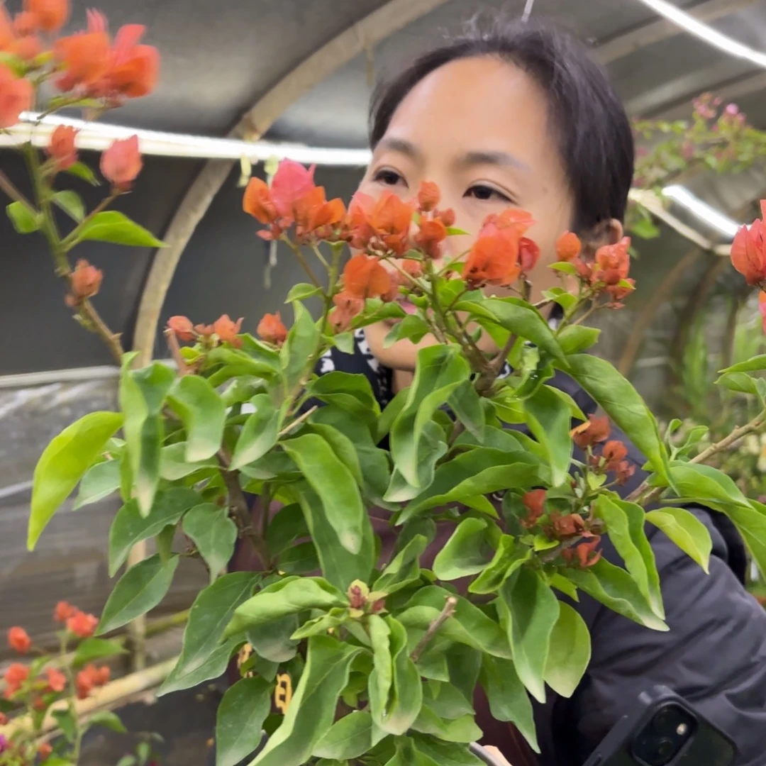 无花朵（阿奴娜）三角梅会落花落叶苗有大有小
