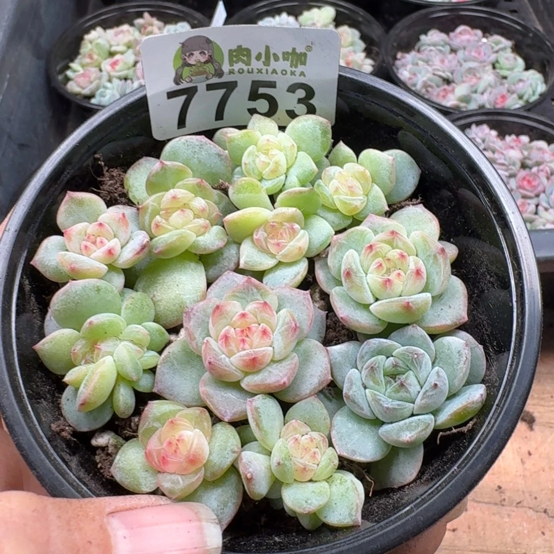 多肉植物多肉植物