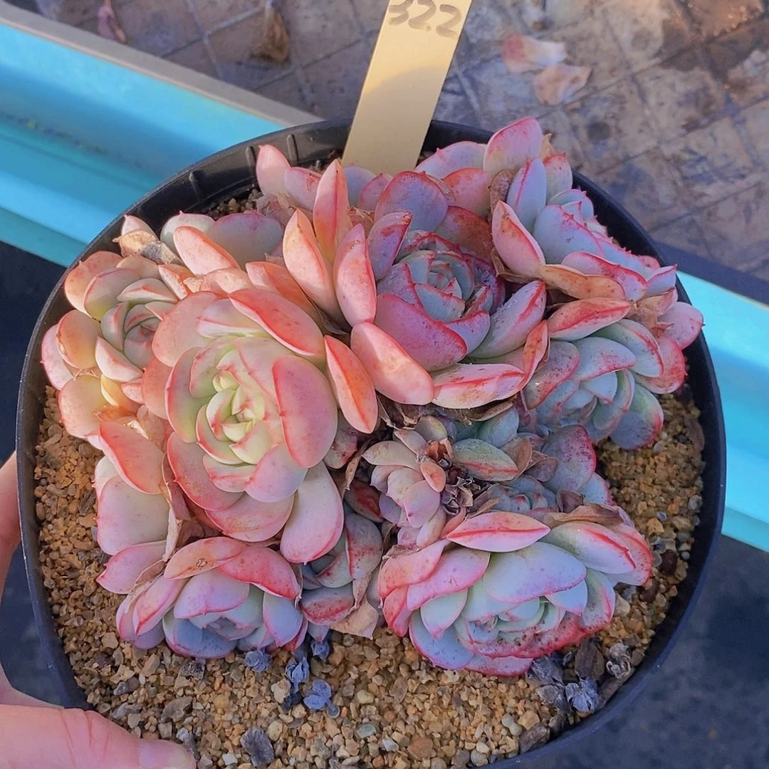 322多肉植物老桩