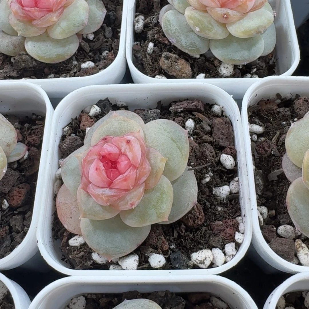 0104-37-芥末一颗量拍