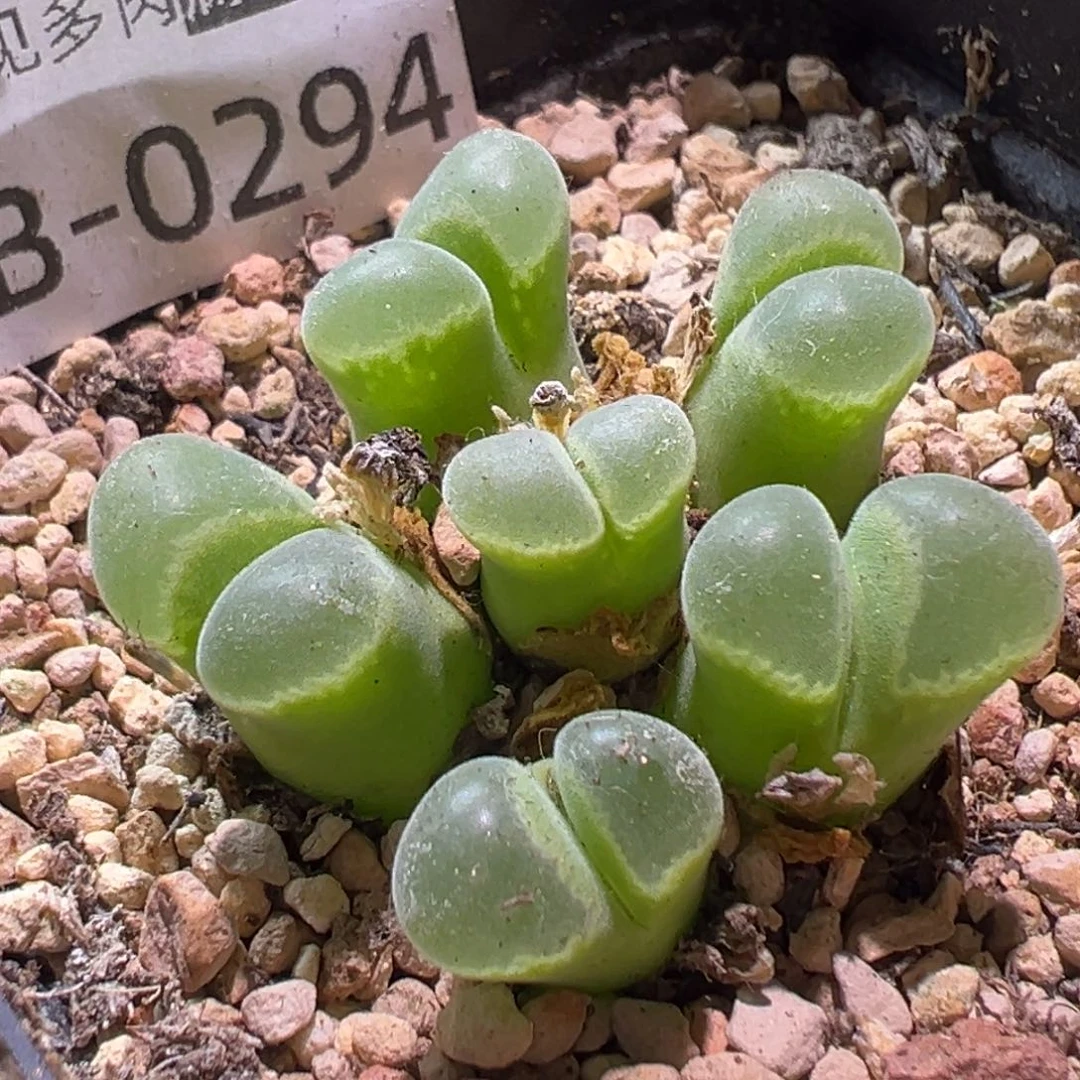 多肉植物11111111111111
