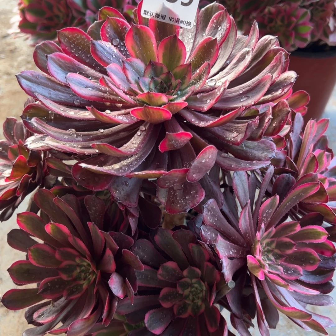 939，女儿红多肉植物法师