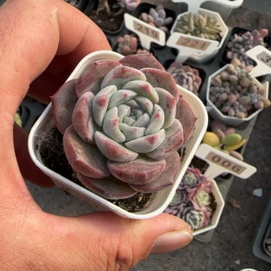 278海梦多肉植物多