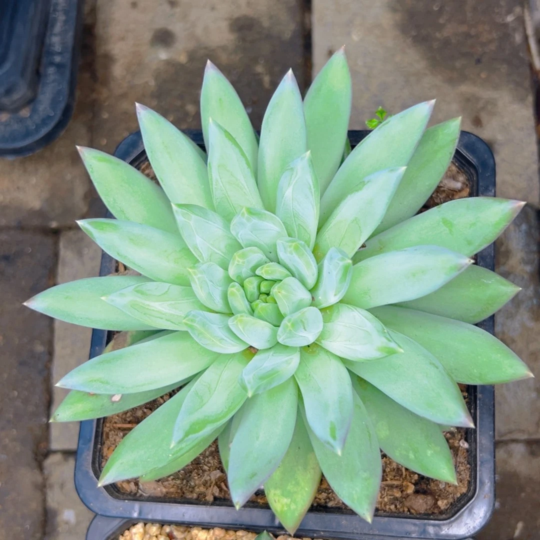 是**吖美人1111111111111