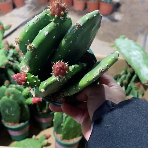 5片原盆发货胭脂仙人掌