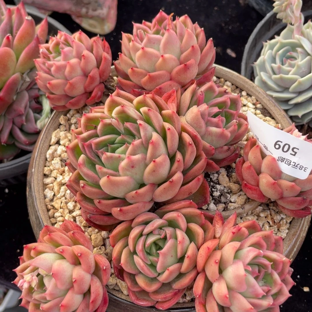 509东云杂交群生多肉植物