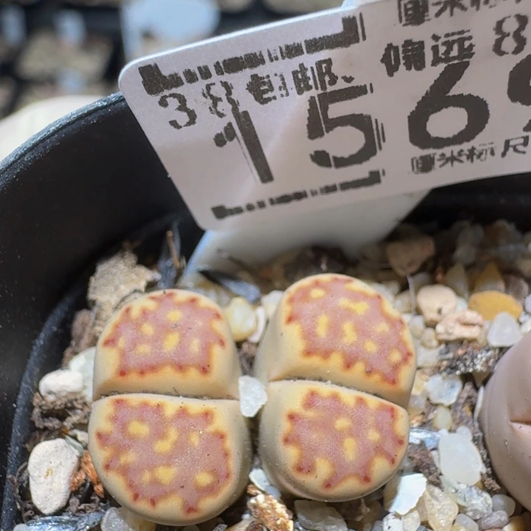 Zzzz精品生石花1569