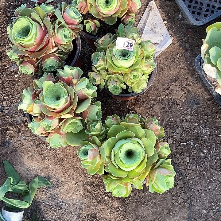 无花朵多肉植物120号5颗