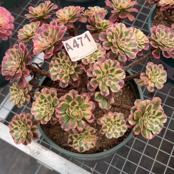 471红铜超白朵朵25厘米