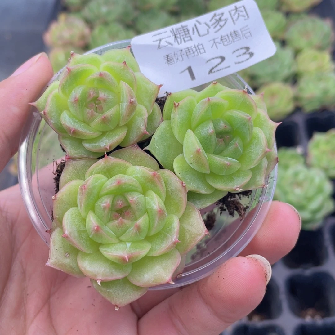 云糖心多肉植物123