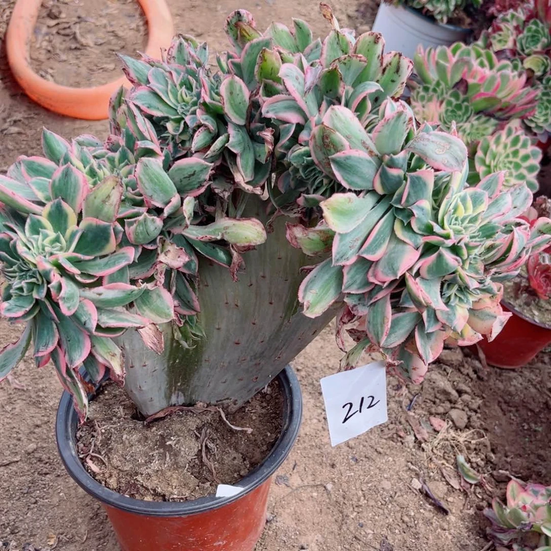 212灿烂缀化多肉植物