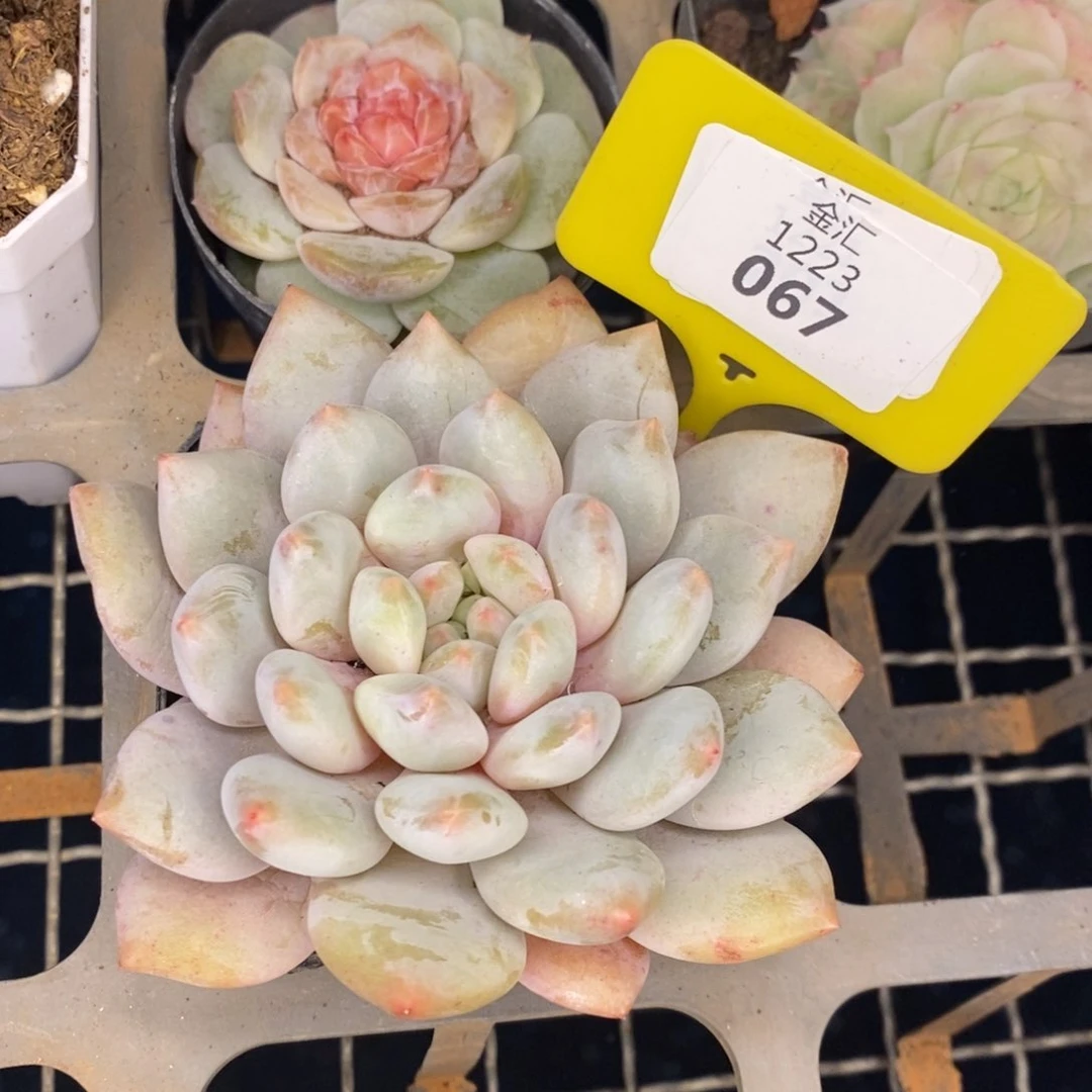 福利多多。1223067