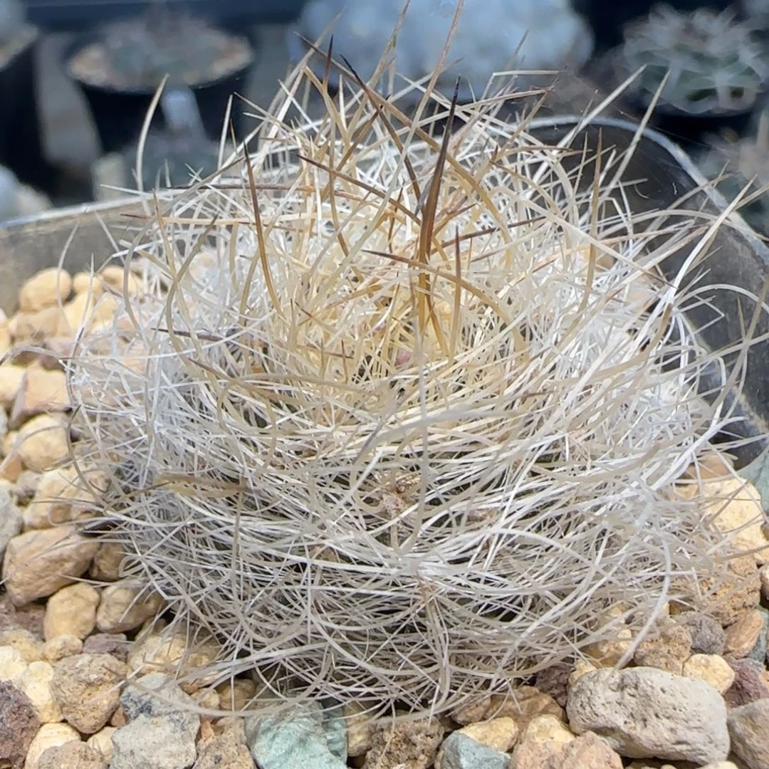 01实生混乱玉多肉3.3厘米